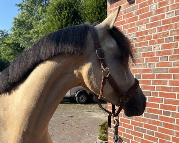 broodmare Dancing Bonny (German Riding Pony, 2021, from D-Gold AT NRW)