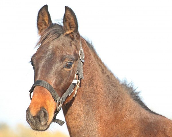 horse Rohjuwels Filius (Westphalian, 2015, from Rohjuwel OLD)