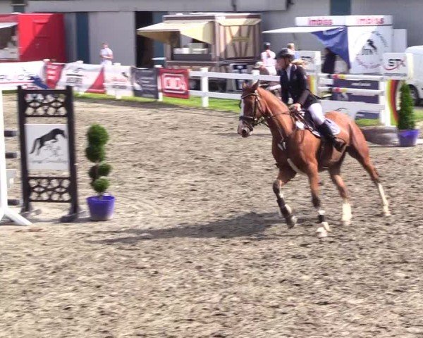 Reitturnier Mildstedt - Jumping Team Nord 2024