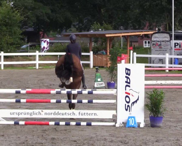 Reitturnier Mildstedt - Jumping Team Nord 2024