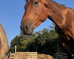 jumper Delane THC (anglo european sporthorse, 2017, from Cornetto du Domaine)