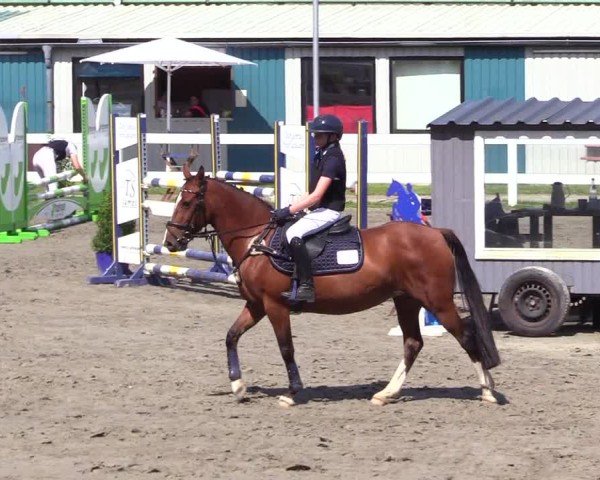 Reitturnier Mildstedt - Jumping Team Nord 2024