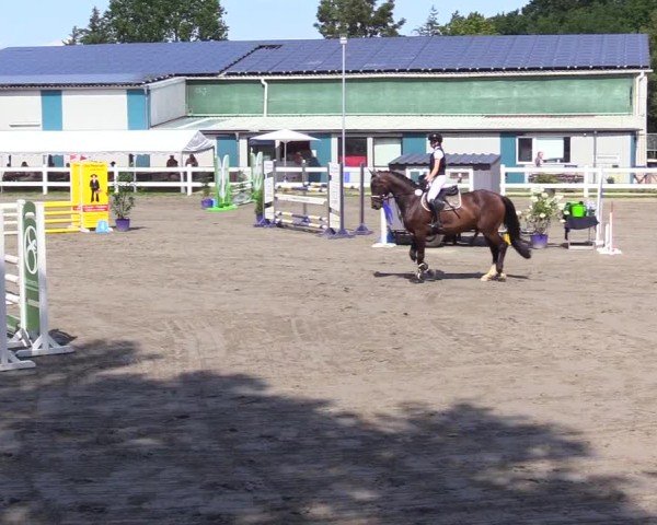Reitturnier Mildstedt - Jumping Team Nord 2024
