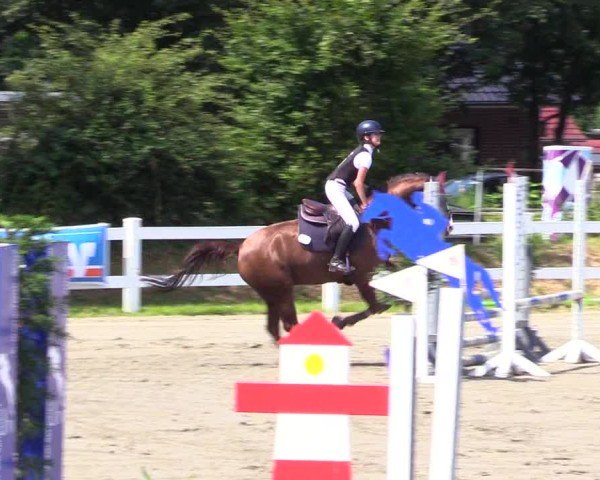 Reitturnier Mildstedt - Jumping Team Nord 2024