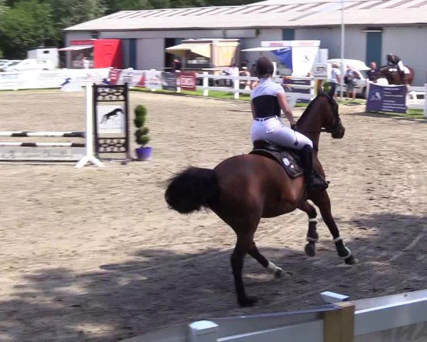 Reitturnier Mildstedt - Jumping Team Nord 2024