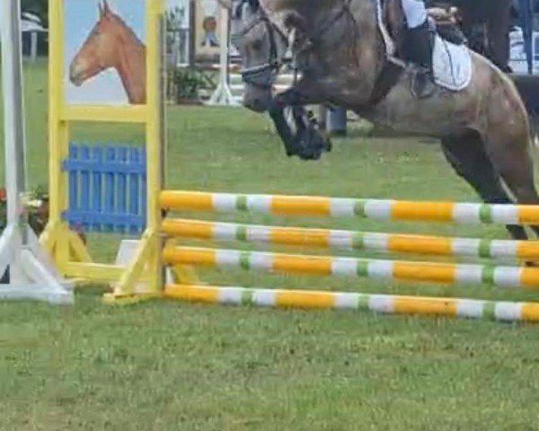 Dressurpferd Maraile (Deutsches Reitpony, 2019, von Bon Jovi)