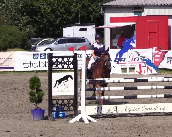 Reitturnier Mildstedt - Jumping Team Nord 2024
