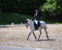 dressage horse Black Lily (Irish horse, 2013, from Classiebawn Black Jack)