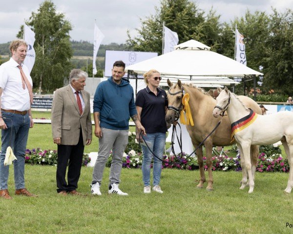 horse Giant Snowflake MW (German Riding Pony, 2023, from Gold Garant)
