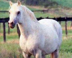 stallion Kirby Cane Statecraft (Welsh-Pony (Section B), 1963, from Kirby Cane Juggler)