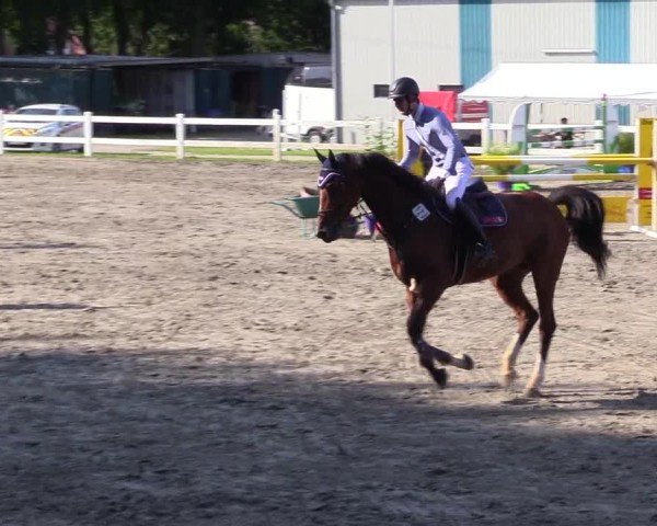 Reitturnier Mildstedt - Jumping Team Nord 2024