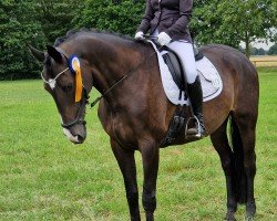 dressage horse Hollyday 9 (Hanoverian, 2011, from Hohenzollern)