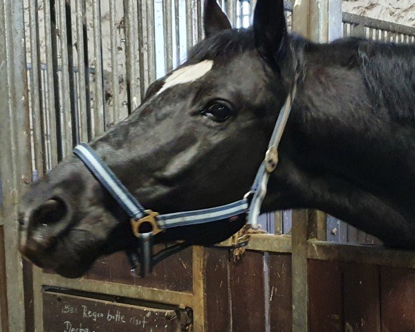 dressage horse Roccoco 5 (German Sport Horse, 2003, from Ron William)