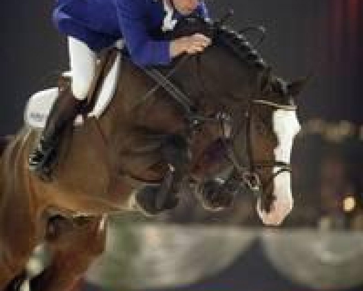 stallion Clooney (Holsteiner, 1998, from Carpaccio)