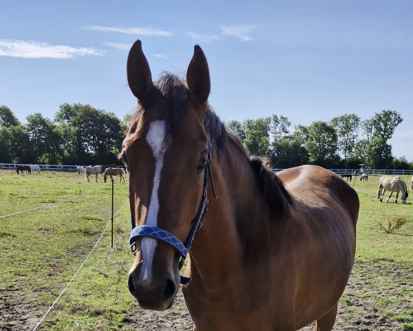 horse Praise me Deluxe Stute von Limbothello / Luwig v.Bayer (Holsteiner, 2022, from Limbothello B)