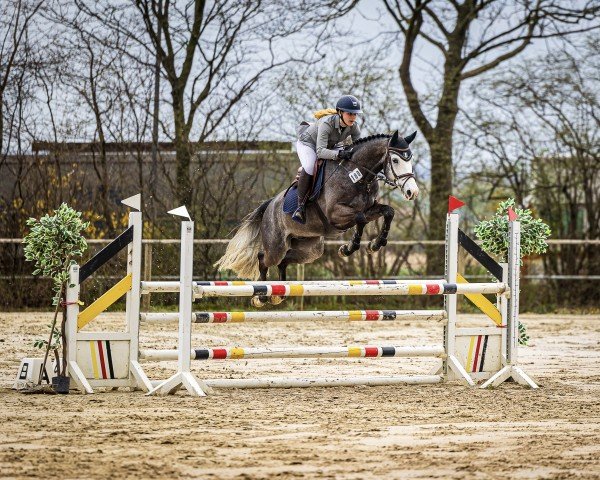 Springpferd Deichhof's Hugo (Hannoveraner, 2018, von HICKSTEAD WHITE)