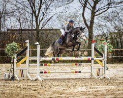 jumper Deichhof's Hugo (Hanoverian, 2018, from HICKSTEAD WHITE)