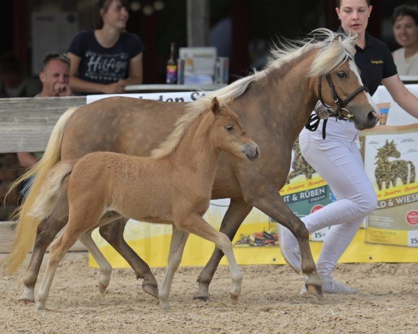 Pferd Hazelnut vom Finkenflug (Deutsches Classic Pony, 2024, von Winner's Guy Laroche)