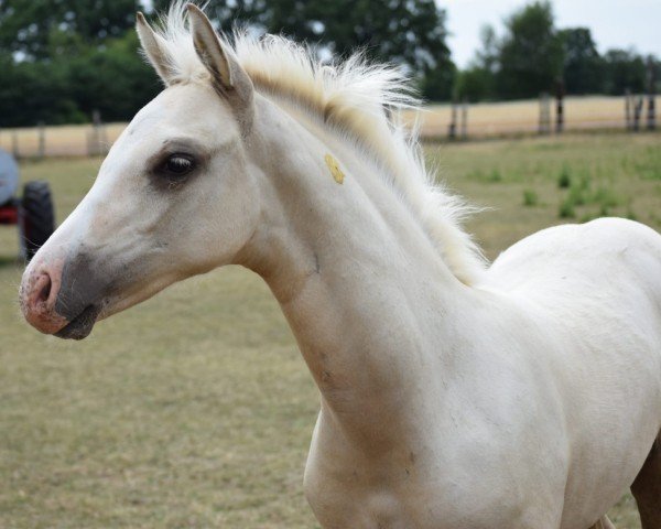 horse Cosmic Cream EM (German Riding Pony, 2022, from Cadlanvalley Sir Ivanhoe)