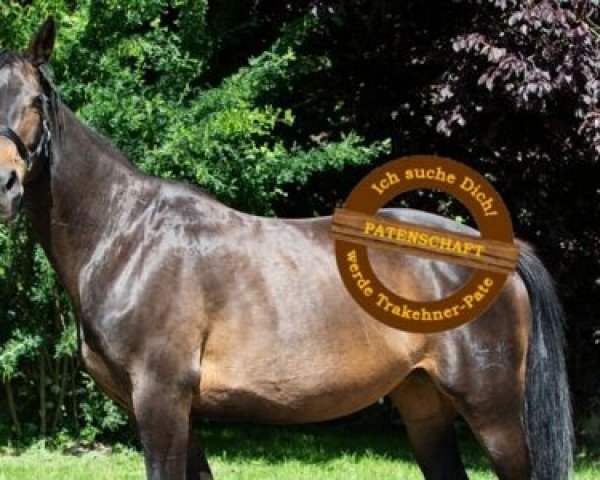 Pferd Belle Etoile Go (Trakehner, 2011, von Halimey Go) Pferd Belle Etoile Go (Trakehner, 2011, von Halimey Go)