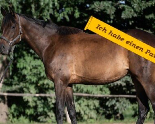 horse Clair d'amour (Trakehner, 2015, from Gabun)