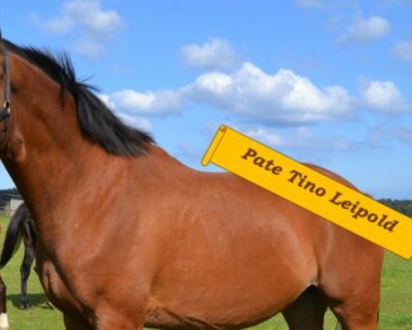 Pferd Einstein (Trakehner, 2003, von Kaiser Wilhelm)