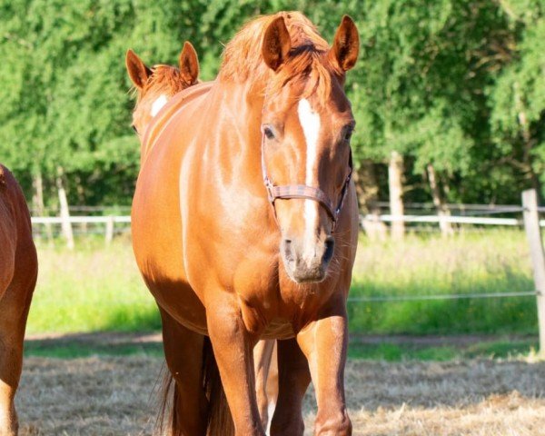 Caballo Darinka 48 (Hannoveriano, 2016, de Donatus)
