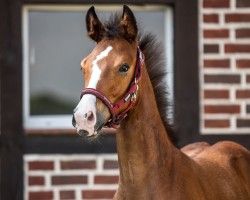 horse Casanova BK (Westphalian, 2024, from Coros NRW)