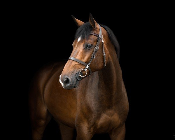 horse Zin Zico (Westphalian, 2019, from Zinedine)