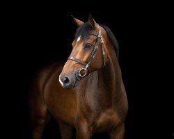horse Zin Zico (Westphalian, 2019, from Zinedine)