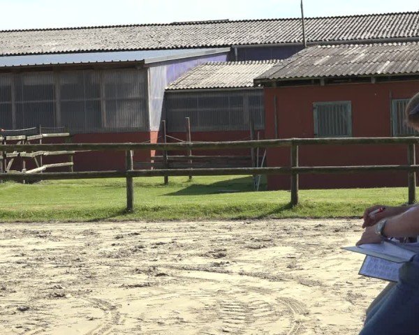 Holsteiner Fohlenschau Brokreihe 2024