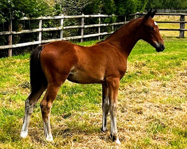 Pferd Comme Tinka CSL Z (Zangersheide Reitpferd, 2024, von Comme il Faut)