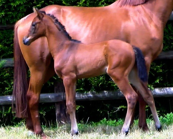 Pferd Oceane Wow (Selle Français, 2024, von Verdi)