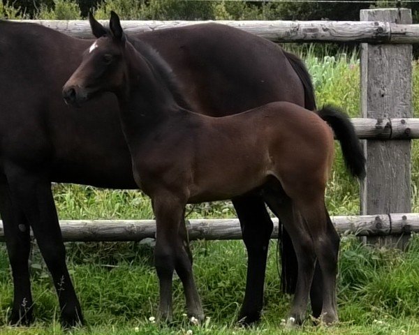 horse Onolulu Good Life (Selle Français, 2024, from Emerald van 't Ruytershof)