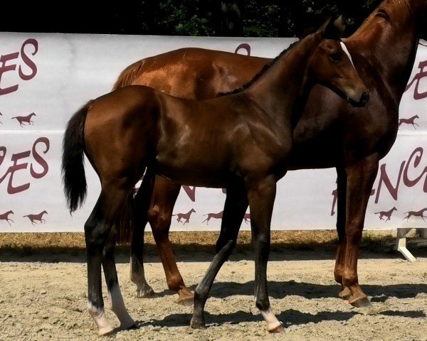 horse Ornella D'Altenbach (Selle Français, 2024, from Heartbreaker)