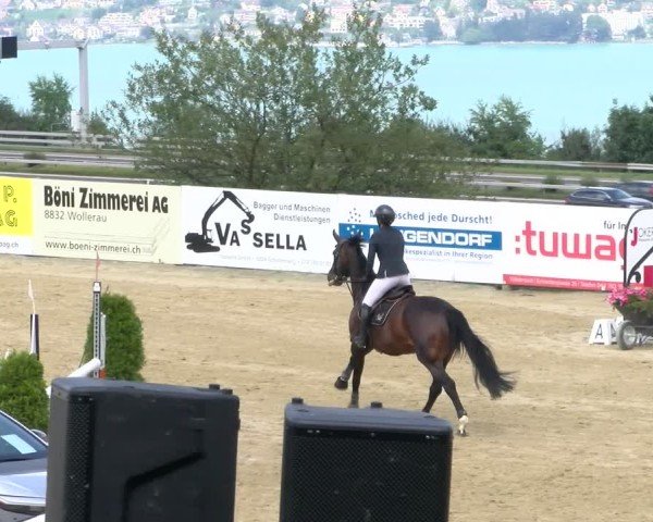 Reitturnier Wädenswil 2024