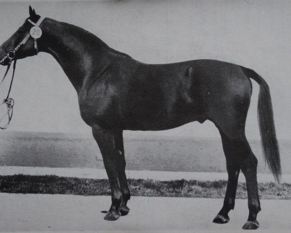 stallion Donkosak 2670 (Saxony-Anhaltiner, 1976, from Duktus 2510) stallion Donkosak 2670 (Saxony-Anhaltiner, 1976, from Duktus 2510)
