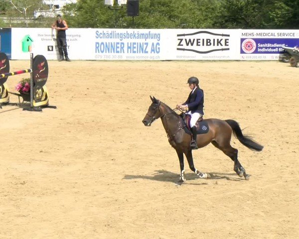 Reitturnier Wädenswil 2024