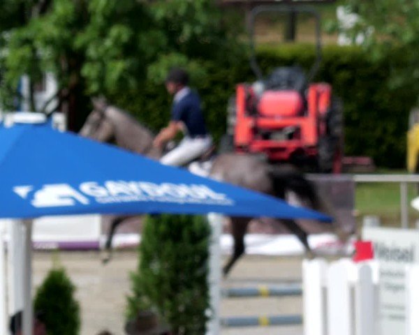 Reitturnier Groß-Zimmern 2024