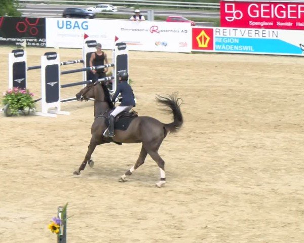 Reitturnier Wädenswil 2024