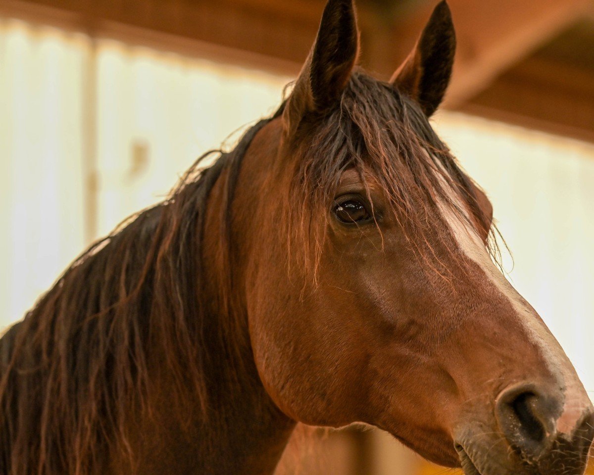 Pferd D'Artagnan FP (Deutsches Sportpferd, 2012, von Birkhofs Denario)