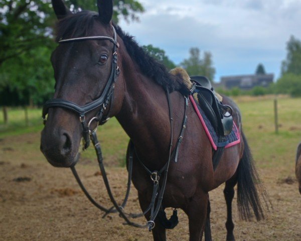 horse Mr.Gent xx (IRE) (Thoroughbred, 2015, from Society Rock xx)