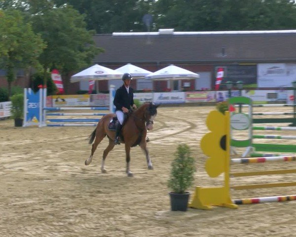 Reitturnier Stadtlohn 2024