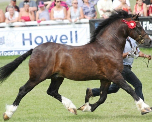 horse Gwynfaes Seren Wledig (Welsh-Cob (Sek. D), 2011, from Gwynfaes Culhwch) horse Gwynfaes Seren Wledig (Welsh-Cob (Sek. D), 2011, from Gwynfaes Culhwch)