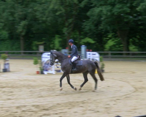 Reitturnier Stadtlohn 2024