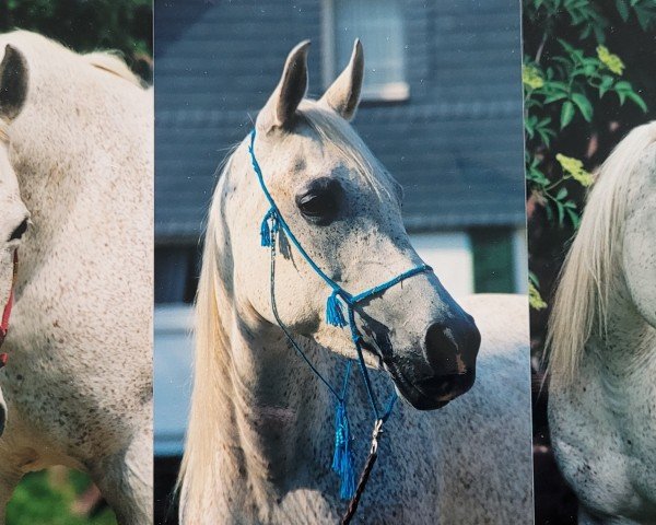 broodmare Jakilah (Arabian purebred, 1978, from Khalil ox)