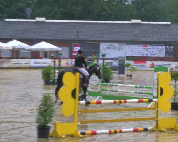 Reitturnier Stadtlohn 2024
