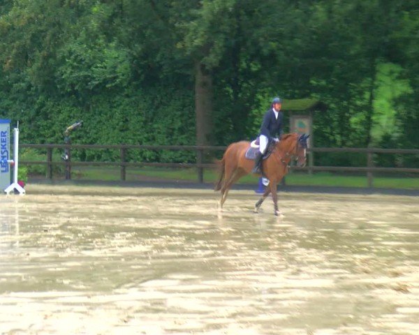 Reitturnier Stadtlohn 2024