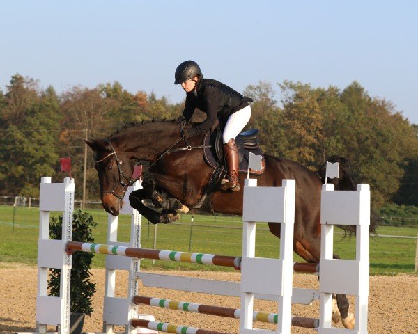 jumper Cantano 27 (Holsteiner, 2009, from Cancara)