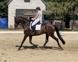 horse Fort Knox 2 (Hanoverian, 2018, from Fürst Wilhelm)
